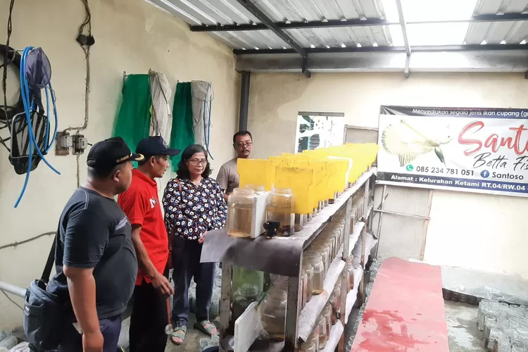 Ikan Cupang Hasil Budidaya Kampung Harmoni Betta Ada Yang Diekspor, Ini Pesan