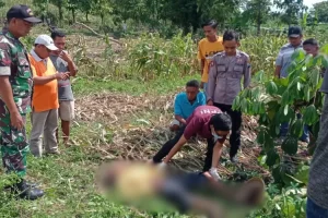 Seorang Petani Sepuh di Sambeng, Lamongan Memanen Jagung Sampai Meninggal Dunia