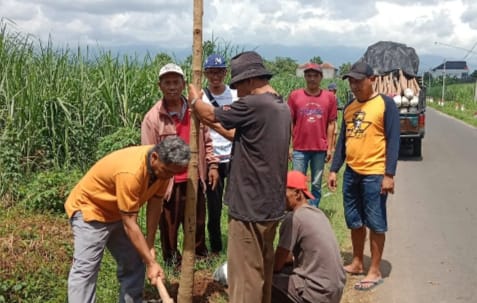 Ada Gerakan Penanaman Pohon Tabebuya di Desa Semen Kecamatan Semen, Kabupaten Kediri, Ini Infonya 