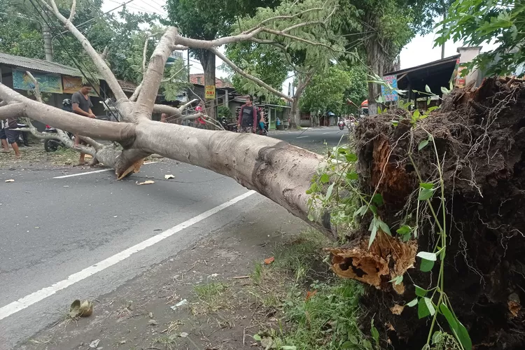 Pohon Trembesi Tua di Blabak Tumbang, Arus Lalulintas Jalur Kediri - Blitar Macet dan Sempat Dialihkan