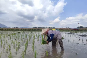 Panen Raya Padi di Tulungagung Diprediksi Molor, Ini Penyebabnya