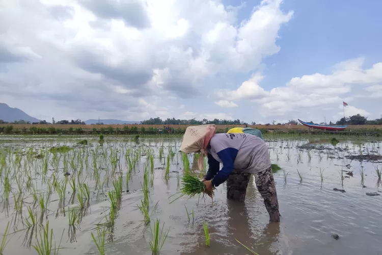 Panen Raya di Tulungagung Mundur, Diduga jadi Penyebab Harga Beras Naik