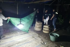Petugas Polsek Plosoklaten Menggerebek Judi Sabung Ayam, Penjudi Langsung Semburat Melarikan Diri
