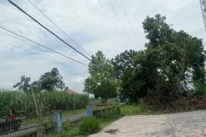 Kabel Listrik Menjuntai Resahkan Warga Dusun Dedehan, Desa Jemekan, Kecamatan Ringinrejo