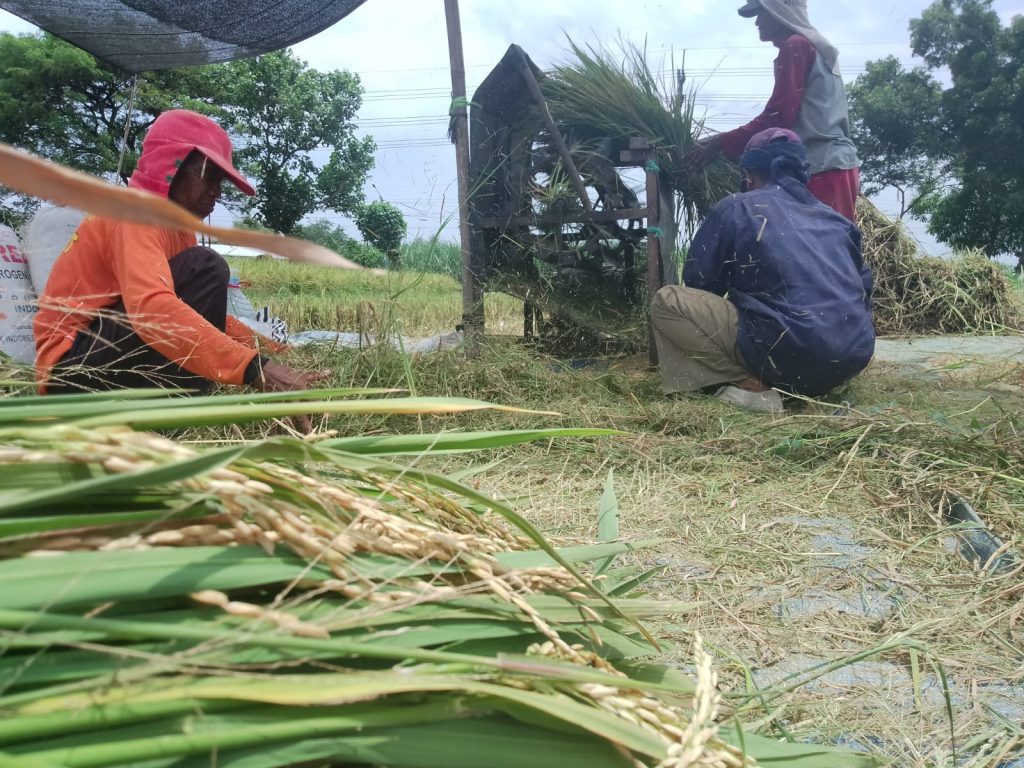 KTNA Kota Kediri Dorong Penerapan Budidaya Tanaman Sehat, Hasil Produksi Padi Berkualitas dan Biaya Produksi Bisa Ditekan