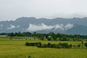 Masuk Pertengahan Maret, Petani di Ponorogo Sudah Mulai Panen Raya Padi