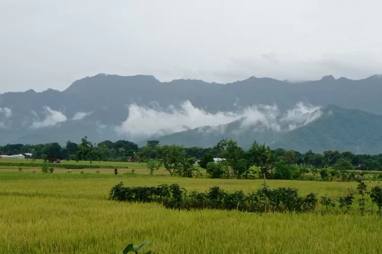 Petani di Ponorogo Sudah Mulai Panen Raya Padi