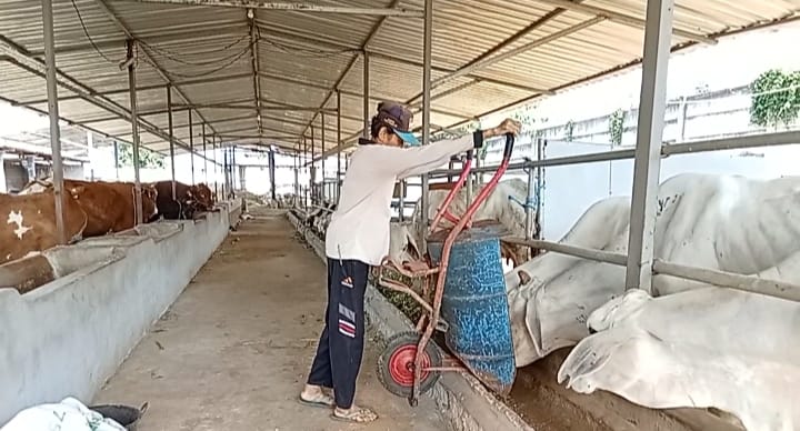 Jumlah Sapi Bantuan Program Korporasi Tidak Diterima Penuh 5 Kelompok Peternak di Kabupaten Kediri, Ini Sebabnya