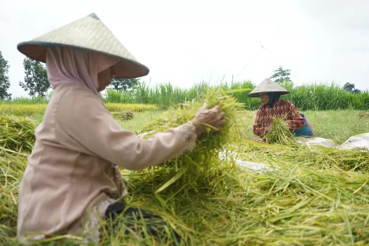 Program pertanian organik yang digagas oleh Bupati Kediri Hanindhito Himawan Pramana sejak awal kepemimpinannya telah terbukti meningkatkan produktivitas padi di Bumi Panjalu