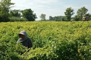 Jelang Lebaran, Harga Cabai Turun Drastis, Para Petani Pasrah