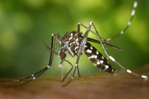 9 Cara Pencegahan Demam Berdarah Dengue di Lingkungan Rumah 