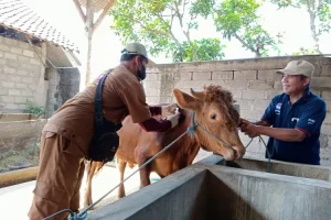 PMK Muncul Lagi di Tulungagung, Diduga Kuat dari Sapi di Luar Tulungagung