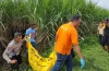 Warga Kediri Ditemukan Tewas di Tengah Lahan Tebu di Ngoro Jombang, Korban dalam Kondisi Setengah Bugil Saat Ditemukan