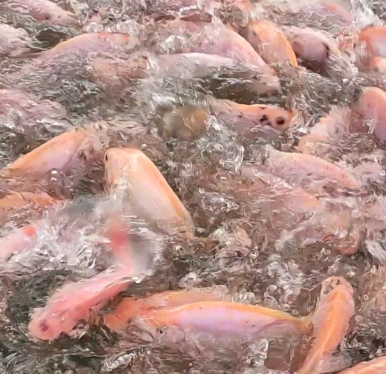 10 Pakan Alami Terbaik untuk Ikan Nila, Hemat Tanpa Menguras Kantong!