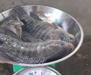 Bukan Cuma Enak! Ikan Nila Juga Punya 7 Manfaat Luar Biasa untuk Kesehatan Tubuh  Lho