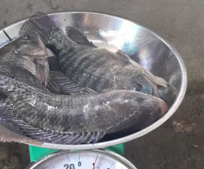 Bukan Cuma Enak! Ikan Nila  Juga Punya 7 Manfaat Luar Biasa untuk Kesehatan Tubuh  Lho