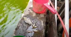 Cara Ampuh Mengatasi Ikan Nila yang Kena Jamur, Pakai Daun Pisang Saja Langsung Waras 