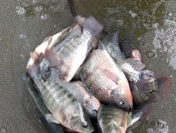 Kenapa Ikan Nila Tidak Nafsu Makan? Bisa Jadi 8 Penyebab Ini Masalahnya 