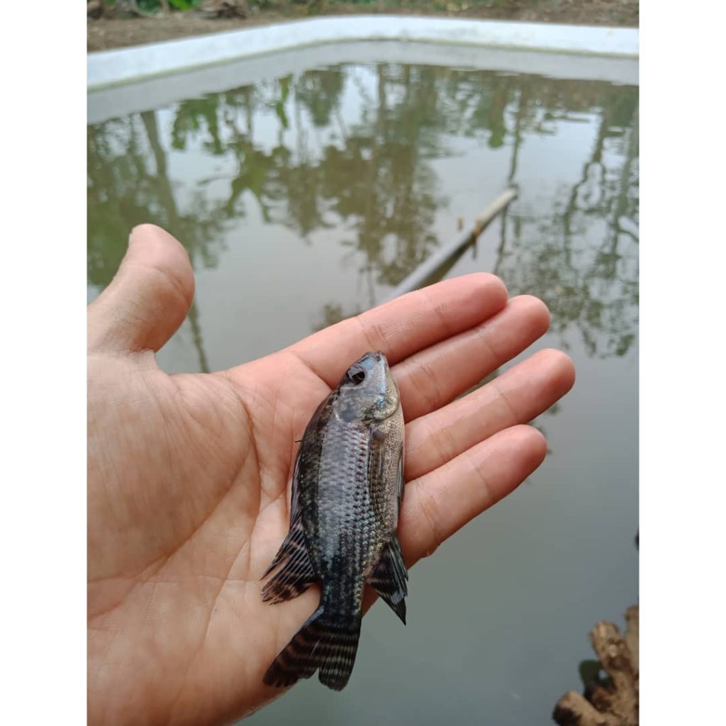 Cara Membuat Ikan Nila Makin Gemuk dengan Probiotik Alami, Cuma Pakai Gula Pasir! 