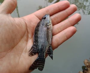 Cara Membuat Ikan Nila Makin Gemuk dengan Probiotik Alami, Cuma Pakai Gula Pasir! 