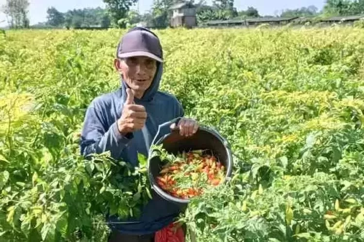  Harga Cabai di Kabupaten Kediri Merosot, Petani Rugi 