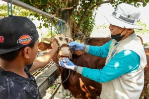 DKPP Kota Kediri Pastikan Hewan Ternak Sehat Jelang Idul Adha, Ini yang Dilakukan 