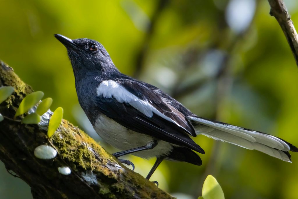 Begini Cara Mengatasi Burung Murai Batu yang Terserang Tetelo, Cuma Pakai Vita Chicks!