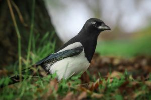 4 Jenis Pakan Terbaik Burung Murai Batu, Buat Burung Kesayangan Makin Gacor!