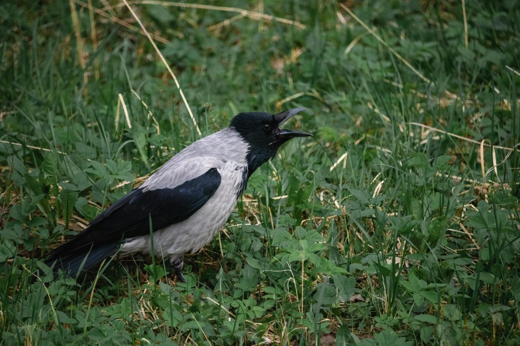 Cara Merawat Burung Murai Batu Supaya Makin Gacor, Ini 5 Langkah yang Bisa Dilakukan