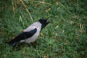 Racikan Obat untuk Atasi Suara Serak Pada Burung Murai Batu, Ternyata Cuma Pakai Bahan Ini Aja! 