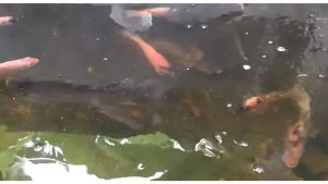 5 Cara Membersihkan Amoniak Dalam Kolam Ikan Nila Tanpa Menguras, Mudah Banget Lho! 