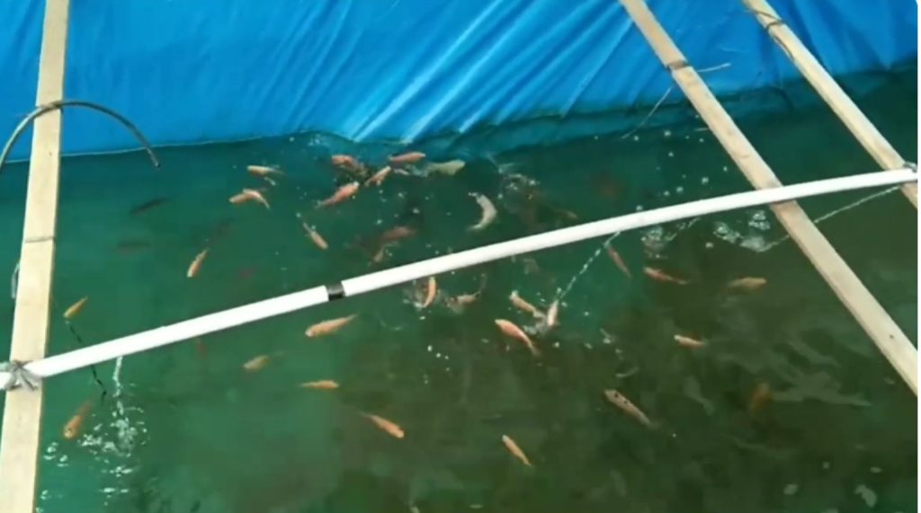 Kenapa Ikan Nila Tumbuh Kecil Padahal Selalu Diberi Pakan? Ini 4 Faktor yang Perlu Dipahami Pemula