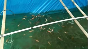 Kenapa Ikan Nila Tumbuh Kecil Padahal Selalu Diberi Pakan? Ini 4 Faktor yang Perlu Dipahami Pemula 