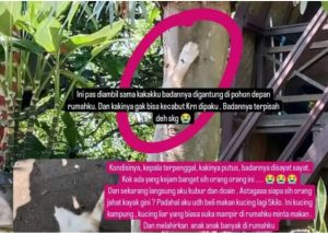 Pengakuan kucing dipaku