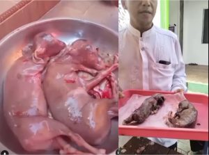 Dua Janin Sapi Ditemukan di Perut Sapi Jantan Kurban Idul Adha, Netizen: Anak SD Juga Tahu Itu Betina!