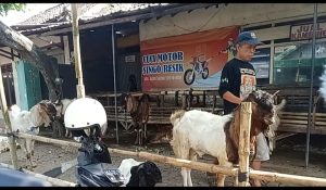 Bukan Hanya di Pasar Hewan, Sepinya Penjualan Kambing Juga Dikeluhkan Pedagang Dadakan