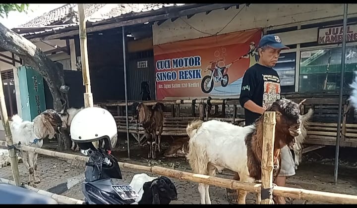 Bukan Hanya di Pasar Hewan, Sepinya Penjualan Kambing Juga Dikeluhkan Pedagang Dadakan