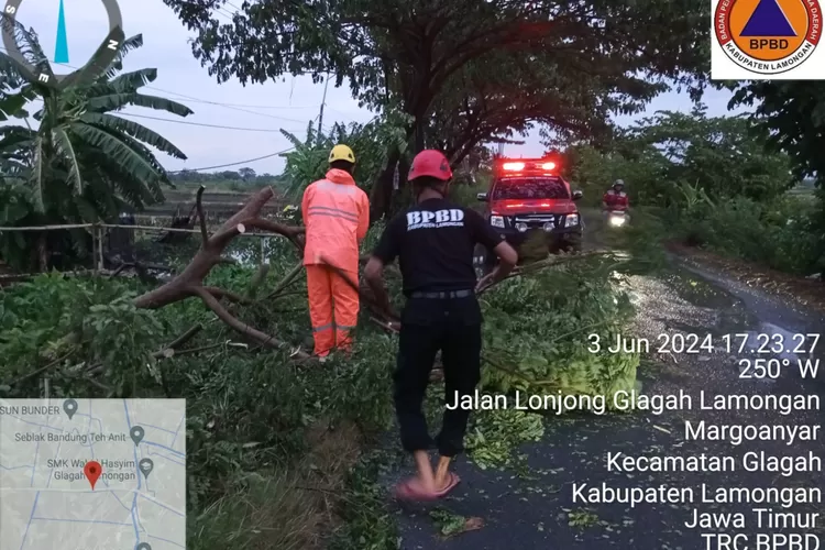 Hujan Disertai Angin Kencang di Lamongan Tumbangkan Sejumlah Pohon