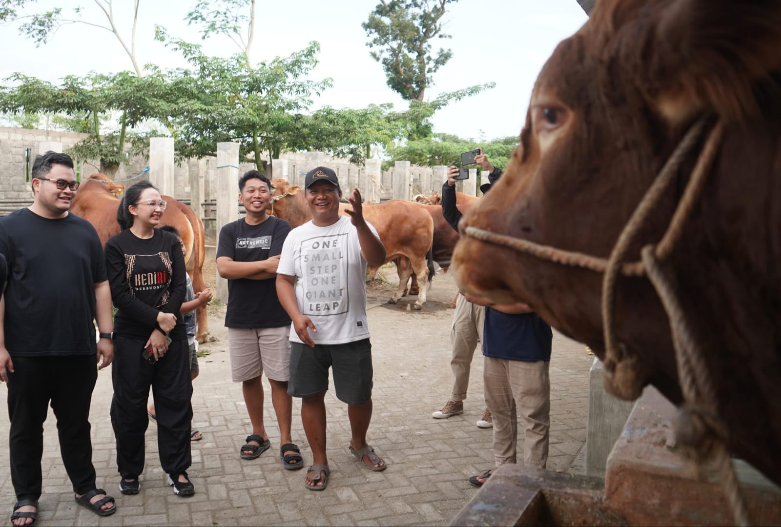 Bupati Kediri, Mas Dhito Beli Empat Ekor Sapi Jumbo untuk Kurban