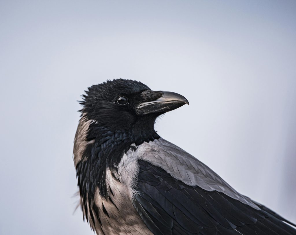 5 Alasan Burung Murai Batu Memiliki Harga yang Mahal, Nomor 1 No Debat!