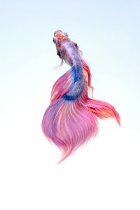 12 Jenis Ikan Arwana Termahal yang Banyak Diburu Pecinta Ikan, Sudah Punya Budget?  