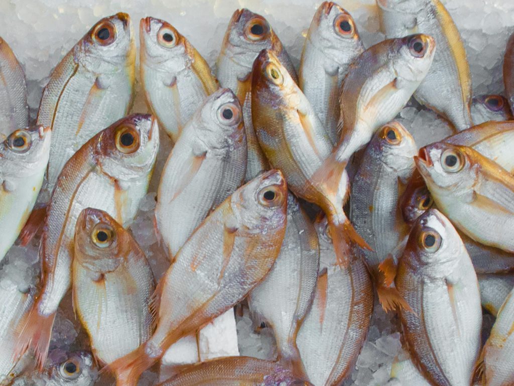 5 Jenis Daun Terbaik untuk Ikan Nila, Pakan Alternatif Pengganti Pelet 