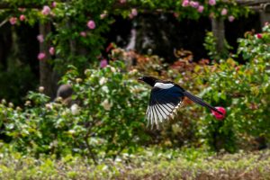 4 Manfaat Kroto untuk Burung Murai Batu yang Bukan Hanya Bikin Gacor, Udah Tau Belum?