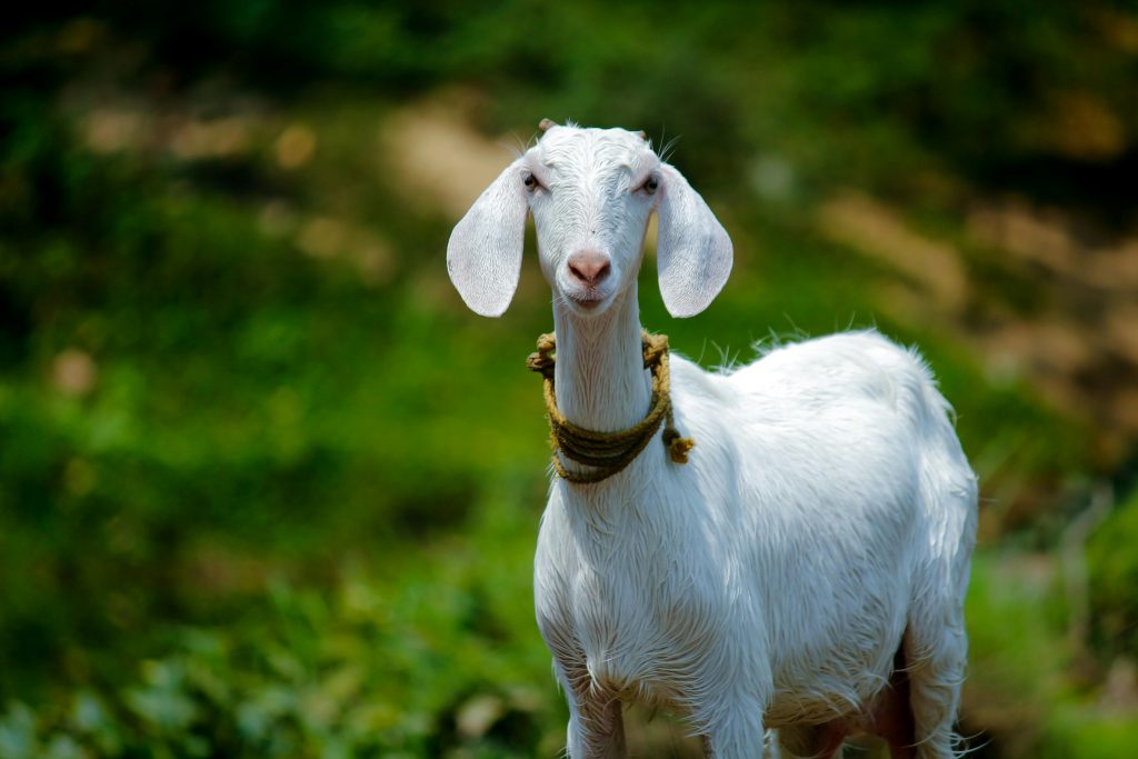 Tips Memasak Daging Kambing Supaya Empuk dan Tidak Bau Prengus, Mungkin Ini Penyebab Daging Alot! 