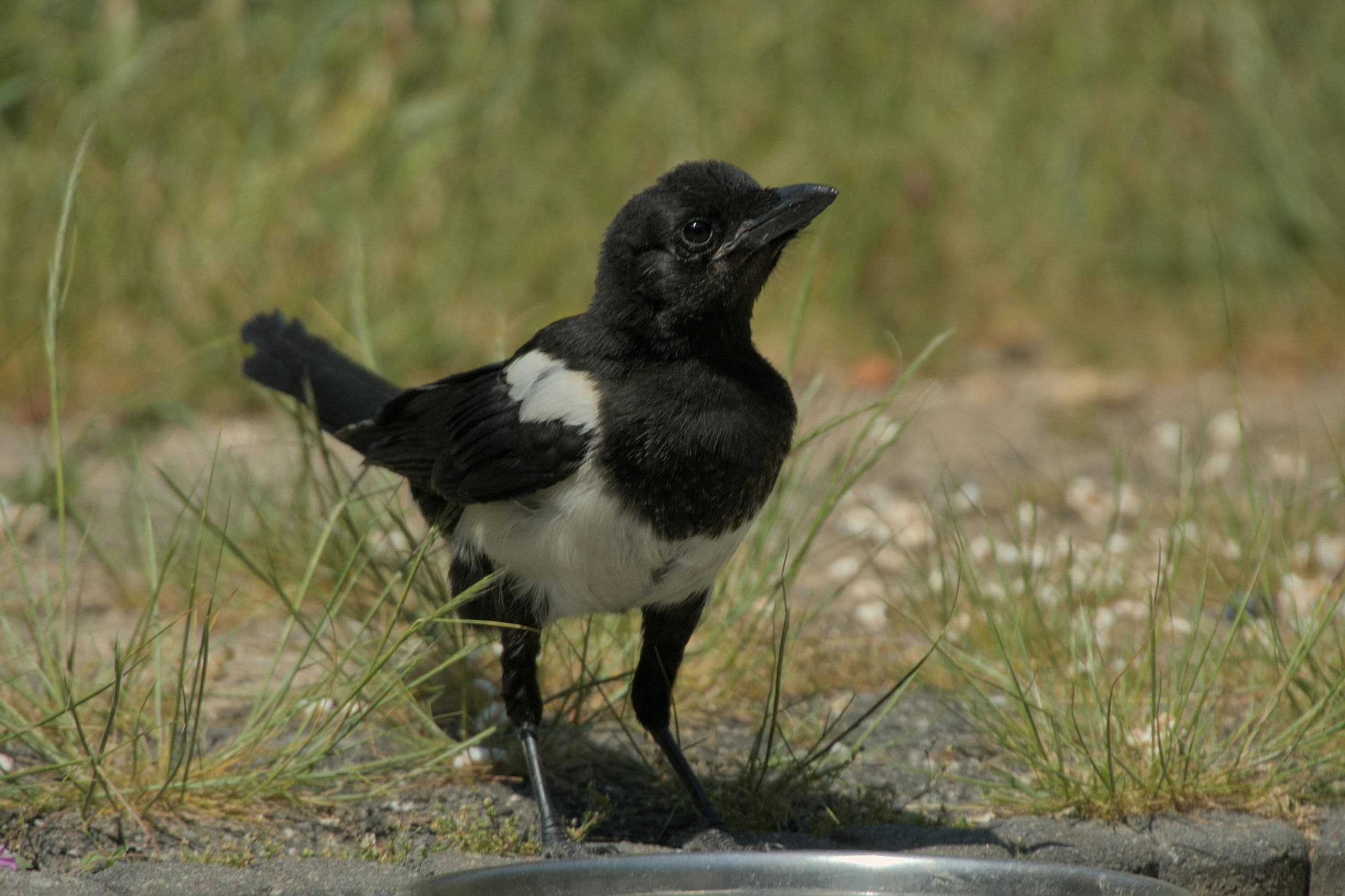 4 Cara Mudah Menjodohkan Burung Murai Batu dengan Tepat, Dijamin Berhasil!