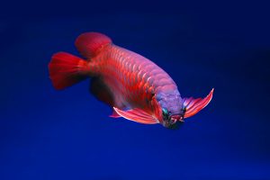 Rekomendasi Jenis Makanan Terbaik untuk Ikan Arwana, Bikin Warna Auto Tajam dan Kinclong 