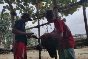 Jasa Salon Sapi di Pasar Hewan Dimoro Blitar Kewalahan Layani Pelanggan, Ini Infonya