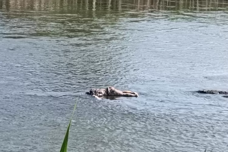 Pria tidak dikenal Ditemukan Tewas Terapung di Sungai Brantas Tulungagung, Begini Kronologinya