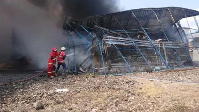 Kronologi Kebakaran Kandang Ayam Broiler di Tulungagung, 63 Ribu Ayam Potong Terpanggang