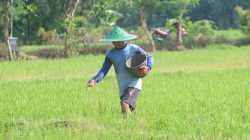 Hasil pertanian di Ponorogo mengalami kenaikan